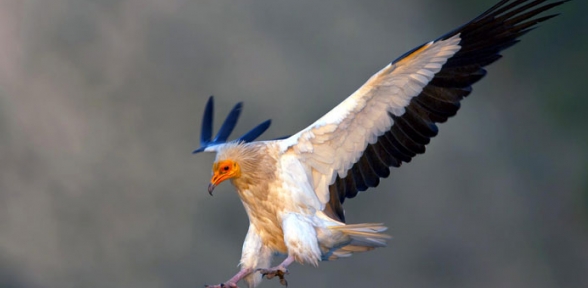 Kırsaldan göç akbaba neslini tehdit ediyor