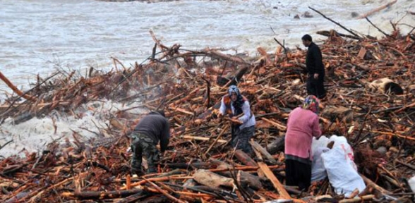 Kıyıya hamsi değil odun vurdu