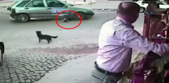 Köpeği Ezip Kaçtı 