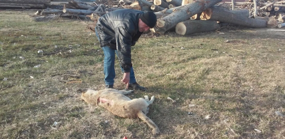 Köpekler silahla öldürüldü