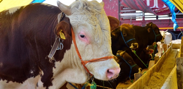 Kurbanlık fiyatları açıklandı