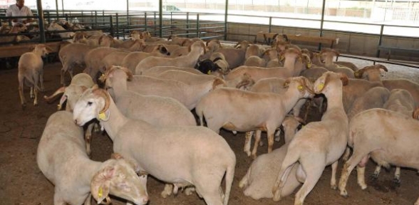 Kurbanlık fiyatlarında terör artışı