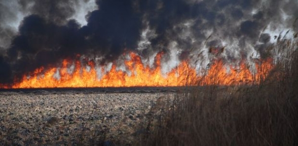 Kuş Cennetini yakan çiftçi gözaltına alındı