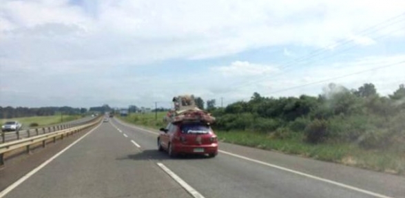 Kuzu Arabanın Üstündeki Çitte Seyahat Etti