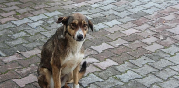 Maltepe de Sokak Köpekleri Eğitilerek Arama Kurtarma Çalışmalarında Görevlendiriliyor