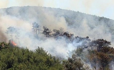 Maltepede Orman Yangını Çıktı
