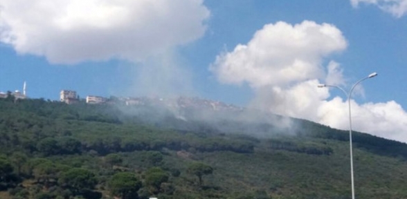 MALTEPEDE ORMAN YANGINI