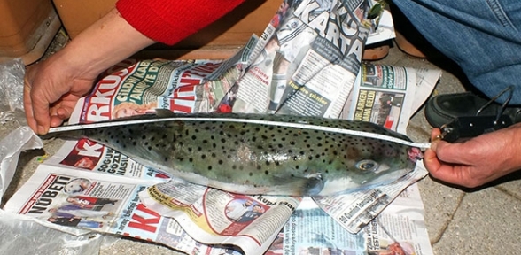 Marmaris kıyılarında balon balığı tehlikesi