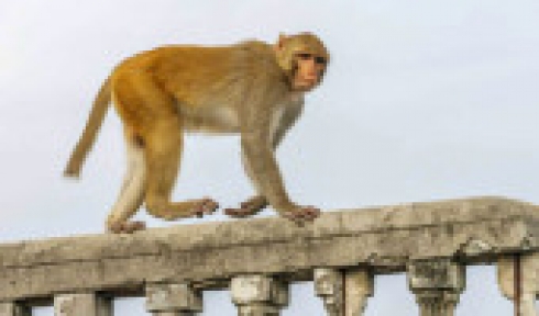 Maymunlar Papazı Taşlayarak Öldürdü 