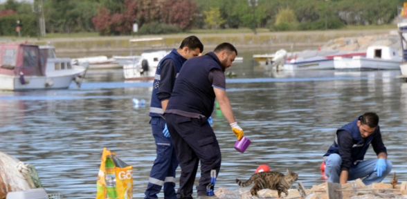 Minik Misafirler Kedi Evlerine Güvenle Naklediliyor