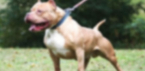 New York ta pitbull dehşeti