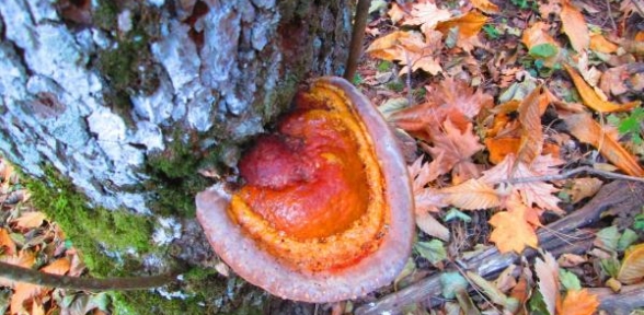 Ölümsüzlüğün Kaynağı Kazdağlarından Çıktı 