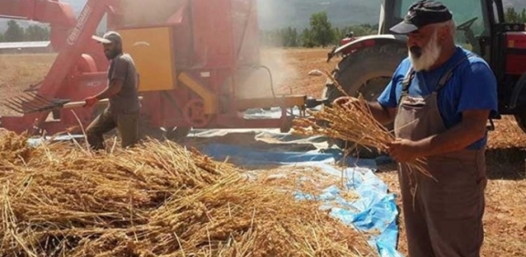 Ovacık ta Kinoa ekildi