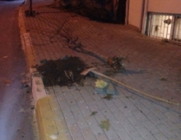 PARK ETMEK İÇİN AĞACI SÖKTÜ