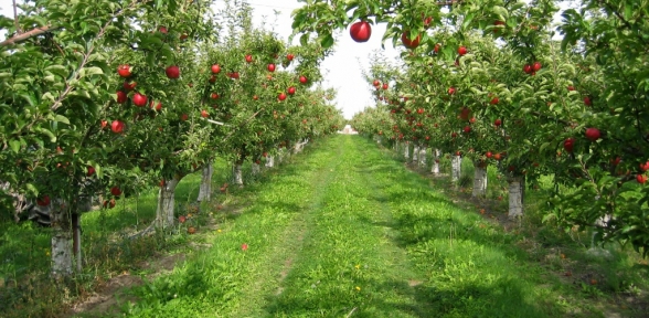 Pendiğe Meyve Bahçeleri