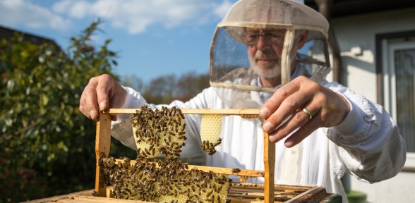Pendikte ballı Emeklilik