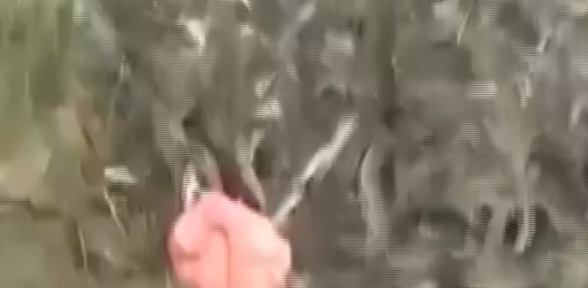 Piranaların bulunduğu göle et bırakılırsa