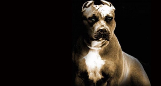 Polisleri pitbull durdurdu