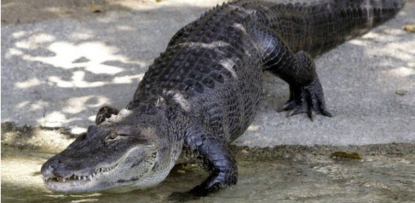 Polisten kaçan hırsız timsaha yem oldu