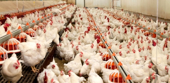 Rusya 108 ton tavuk etini türkiye ye geri gönderdi 