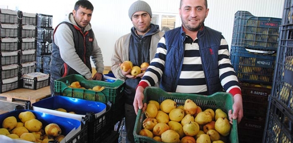 Rusya krizi meyve üreticisini de vurdu