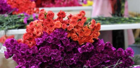 Rusyaya giden çiçek TIRları geri dönüyor