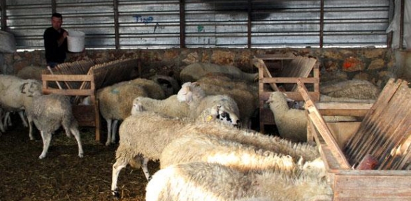 Şap Hastalığı Alarmı 