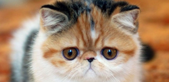 Seri Kedi Katili 31 Kez Öldürdü