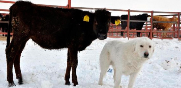 Sibirya soğukları gitti Doğu 20 derece ısındı