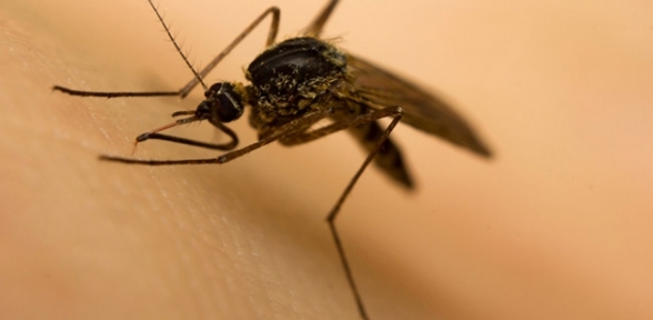 Sıtma tehlikesi büyüyor