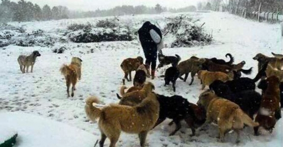 Sokak Hayvanları Aç Kalmayacak
