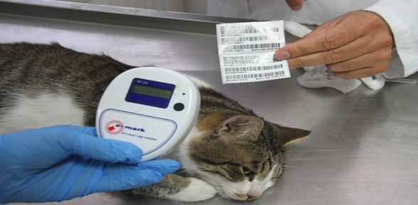 Sokak hayvanları Kartal da kimlik kazanıyor.