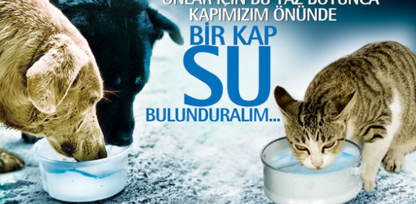 Sokak Hayvanlarına Yem