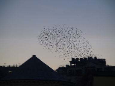Taksimde sığırcık kuşlarının dansı büyüledi 