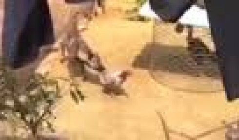 Tavukların Kavgasını Köpek Ayırdı 