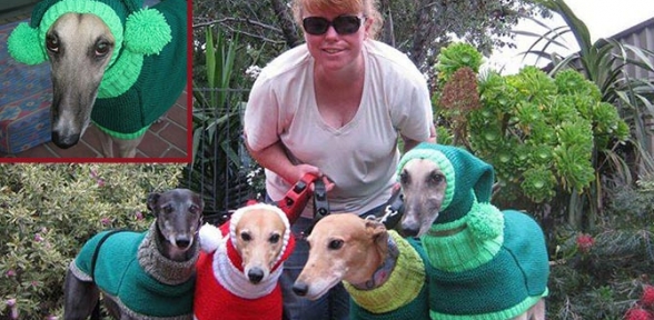 Terkedilmiş tazılara kazak örmek için işini bıraktı