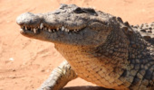 Timsahın Kurbanı Oldu 