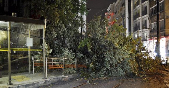 Tramvay yoluna ağaç devrildi