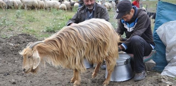 Tuncelili çoban tam burslu Robertı kazandı