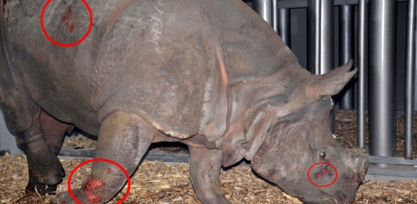 Türkiyenin ilk gergedanı bu hale geldi 