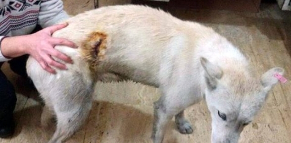 Üçüncü Kez Köpek Bıçaklandı 