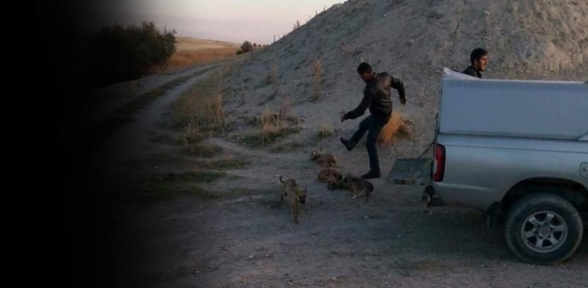 Ürgüp Belediyesi çalışanları yavru köpekleri tekmeleyerek öldürdü