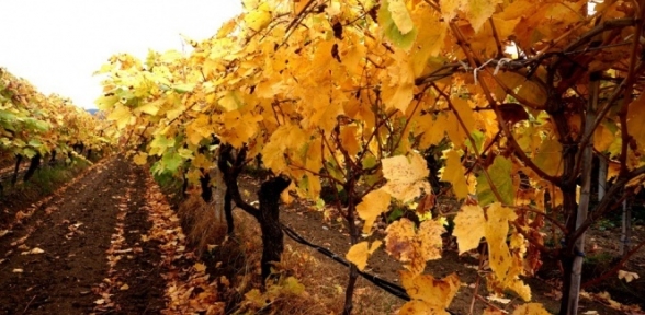 Üzüm bağlarında sonbahar güzelliği