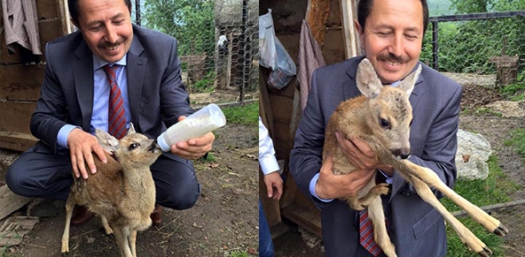Vali Yavru Karacaları Besledi 