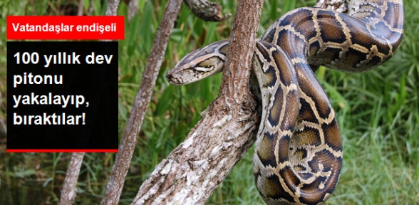 Vatandaşlar Endişeli 100 Yaşındaki Piton Bulundu