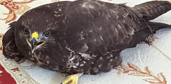 Yaralı şahine ormancılar sahip çıktı