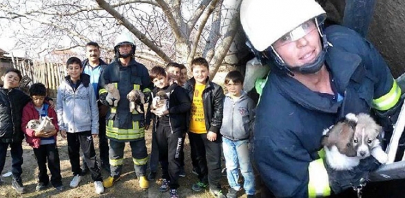 Yavru Köpekleri Kurtardı 