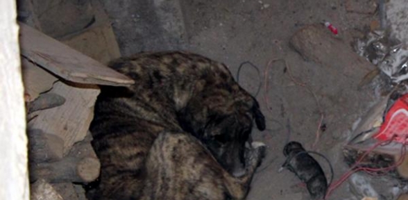 Yavrusunun Başından Ayrılmadı 