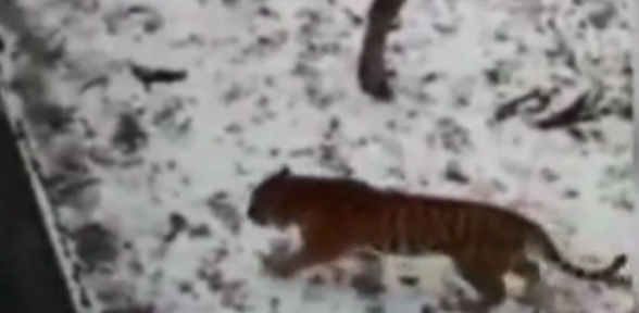 Yemek yerine dost oldu