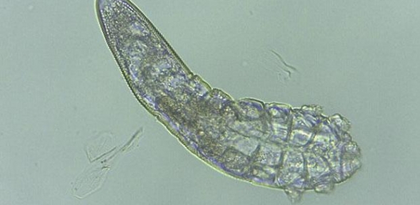 Yüzümüzde Yaşıyorlar 